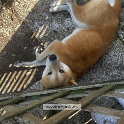 Photo de chien trouvé à Bourneuf En Retz