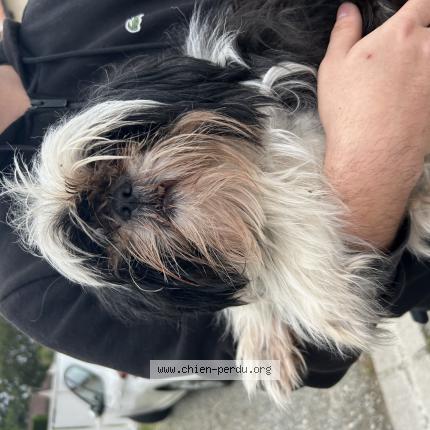 Photo de chien trouvé à Leguevin