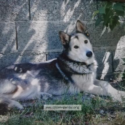 Photo 1/1 Chien retrouvé Perdu à La marne
