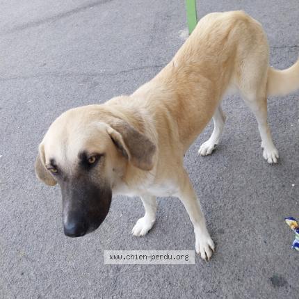 Photo 1/1 Chien retrouvé Trouvé à Estagel