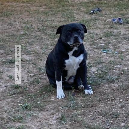 Photo de chien perdu à Chateau Guibert