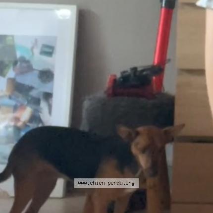 Photo de chien perdu à Lacanau