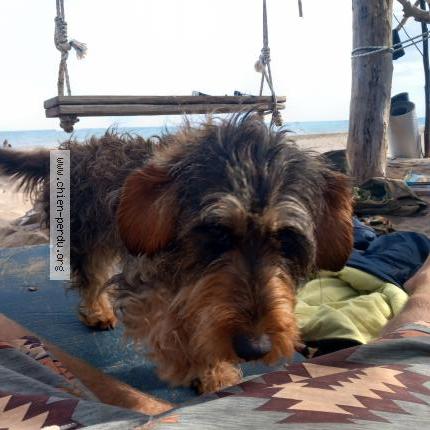 Photo 1/1 Chien retrouvé Perdu à Oiry