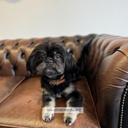 Photo de chien perdu à Antony