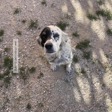 Photo de chien trouvé à Saint Saturnin Les Apt