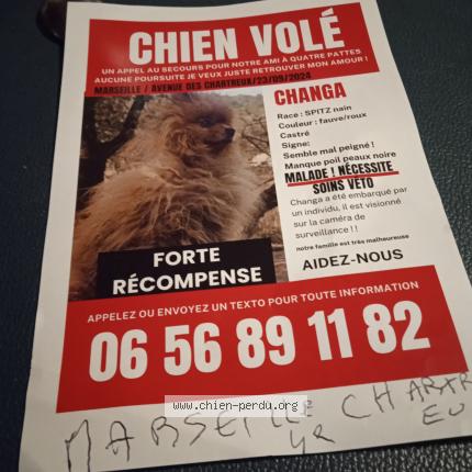 Photo 1/1 Chien retrouvé Perdu à Marseille