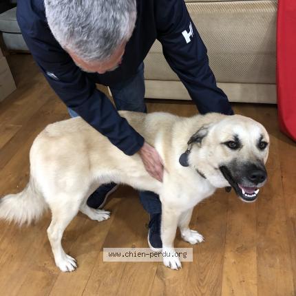 Photo de chien trouvé à Villers En Arthies 95400