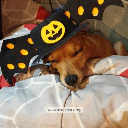 Photo de chien perdu à Pusey