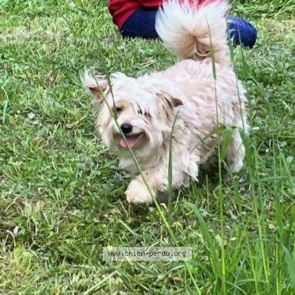 Photo 1/1 Chien retrouvé Perdu à Langoiran