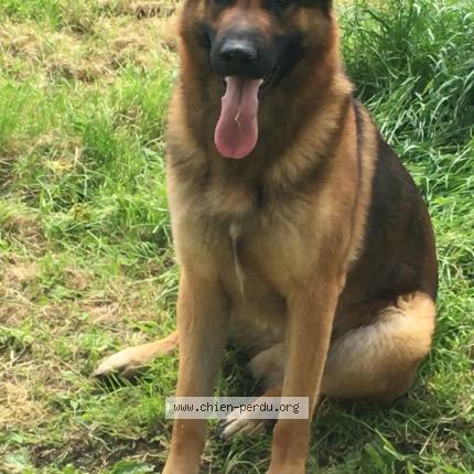 Photo 1/1 Chien retrouvé Perdu à Chery chartreuve