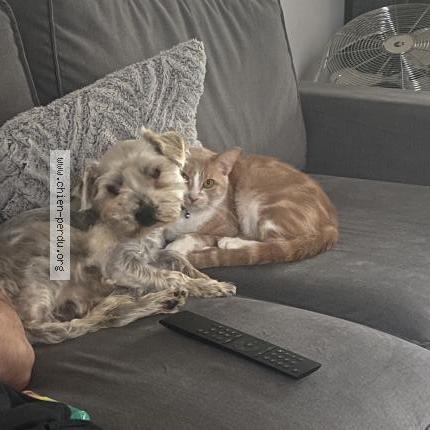 Photo de chien perdu à Chilly Mazarin