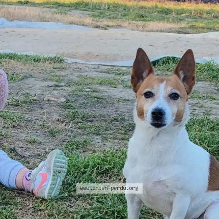 Photo 1/1 Chien retrouvé Perdu à Chateaurenard