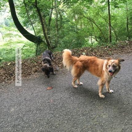 Photo 1/1 Chien retrouvé Perdu à Toulouse