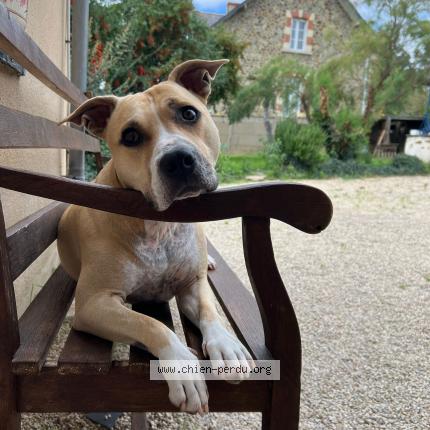 Photo de chien perdu à La Possonniere