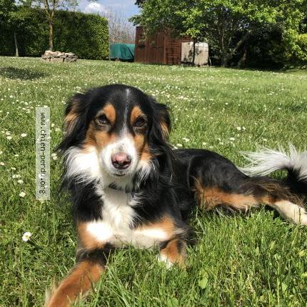 Photo 1/1 Chien retrouvé Perdu à Josnes