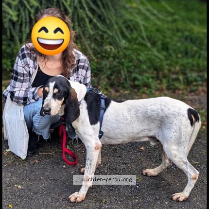Photo 1/1 Chien retrouvé Perdu à Cahors