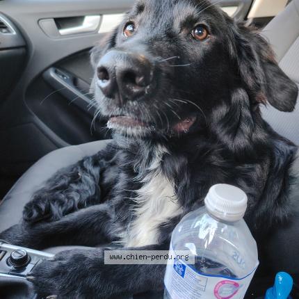 Photo de chien trouvé à Veaugues