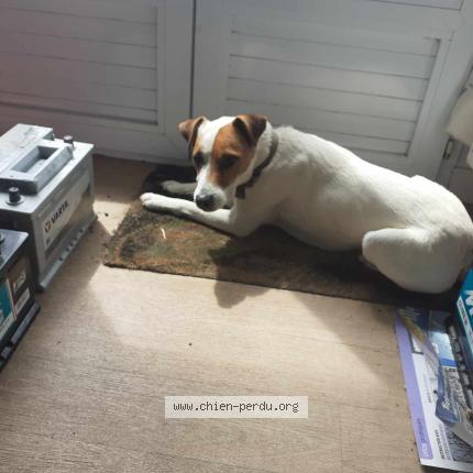 Photo de chien perdu à Calorguen