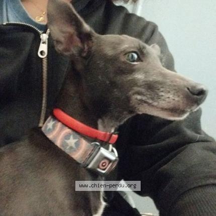 Photo 1/3 Chien retrouvé Trouvé à Combs la ville