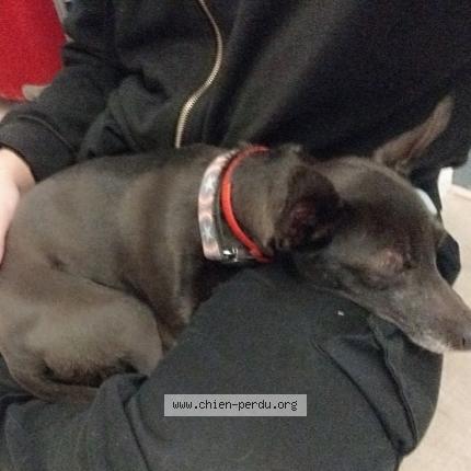 Photo 2/3 Chien retrouvé Trouvé à Combs la ville