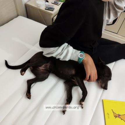 Photo 3/3 Chien retrouvé Trouvé à Combs la ville