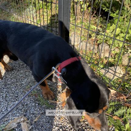 Photo 1/1 Chien retrouvé Trouvé à Ferrette