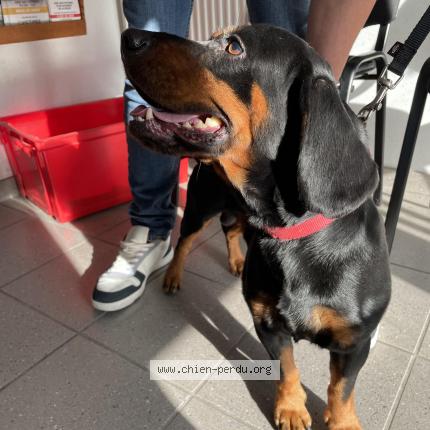 Photo de chien trouvé à Ferrette