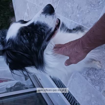 Photo de chien trouvé à Eyeagues