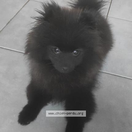 Photo 1/1 Chien retrouvé Perdu à Montfermeil