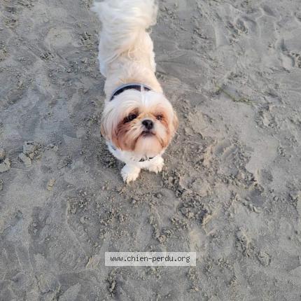 Photo 1/1 Chien retrouvé Perdu à Maignelay Montigny