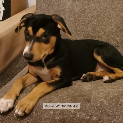 Photo de chien perdu à Paris