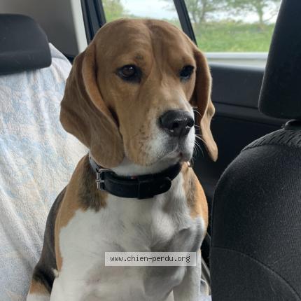 Photo de chien perdu à Ploermel Saint Jean De Villenar