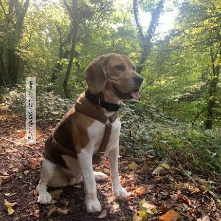 Photo 2/2 Chien retrouvé Perdu à Ploermel saint jean de villenar