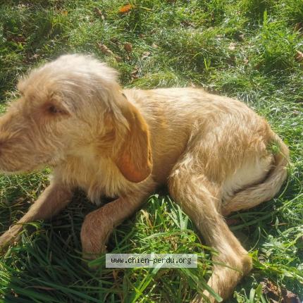 Photo de chien trouvé à Venes