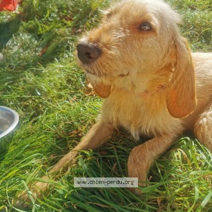 Photo 2/2 Chien retrouvé Trouvé à Venes