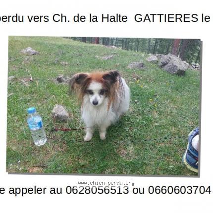 Photo de chien perdu à Gattieres