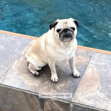 Photo 1/1 Chien retrouvé Perdu à Port de bouc