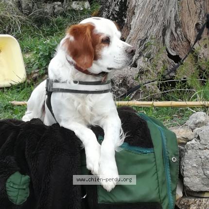 Photo de chien perdu à Opio