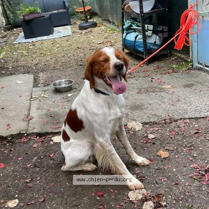 Photo de chien trouvé à St Jean De Cole