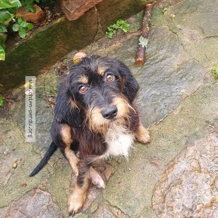 Photo 1/1 Chien retrouvé Trouvé à La chapelle sous brancion