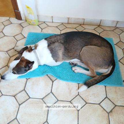 Photo 1/1 Chien retrouvé Perdu à Vals pres le puy
