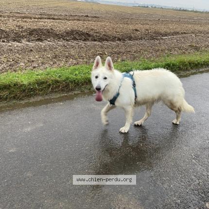 Photo 1/1 Chien retrouvé Trouvé à Thibermont