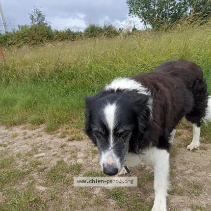 Photo 1/1 Chien retrouvé Perdu à La roche sur yon