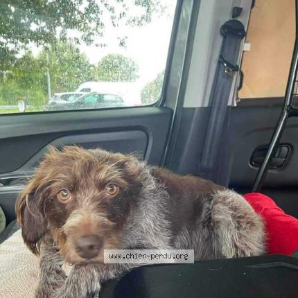 Photo 2/3 Chien retrouvé Perdu à Dax