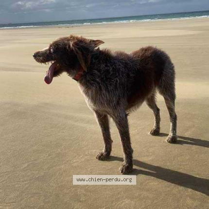 Photo 3/3 Chien retrouvé Perdu à Dax