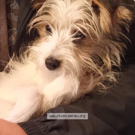 Photo 1/1 Chien retrouvé Perdu à St affrique