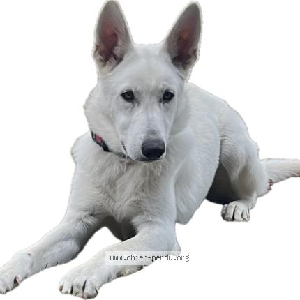 Photo de chien perdu à Fleurac