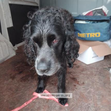 Photo 1/1 Chien retrouvé Trouvé à Le taillan medoc