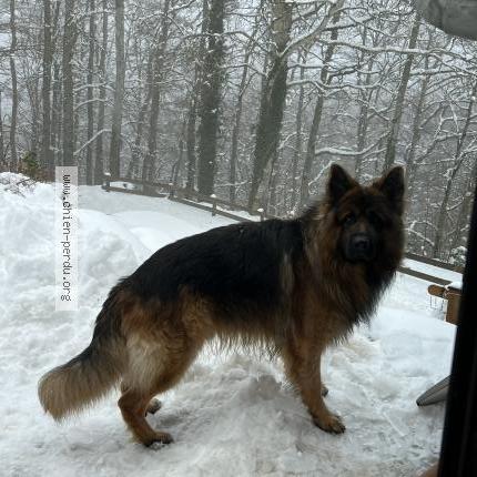 Photo de chien perdu à La Salvetat Sur Agout