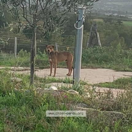 Photo 1/1 Chien retrouvé Trouvé à Messimy